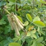 Crotalaria pallida পাতা