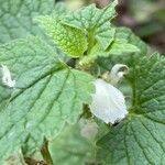 Lamium album Leht