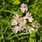 Allium massaessylum Fula
