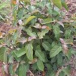 Ficus sur Hoja