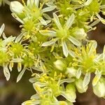 Sedum sediforme Flor