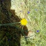 Centaurea solstitialisFlower