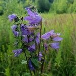 Campanula tracheliumKvět