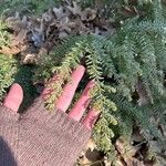 Tsuga canadensis List