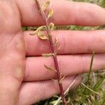 Veronica peregrina Bark