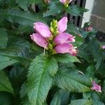 Chelone lyonii Flower