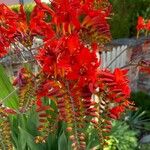 Crocosmia aurea Hábito