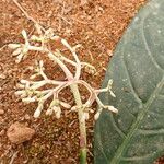 Chassalia laikomensis Çiçek