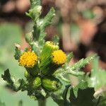 Senecio vulgaris Virág