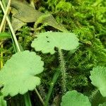 Saxifraga hirsuta Hoja