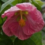 Abutilon theophrastiBlüte