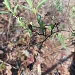 Hypericum hypericoides Fruit