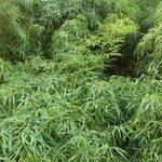 Phyllostachys aurea عادت