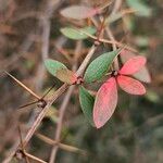 Berberis aggregata Leaf