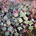 Sedum hirsutum Blad