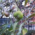 Pyrus salicifolia Fruit