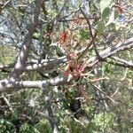 Bursera tomentosa Flor