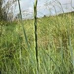 Elymus pungens Flower