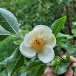 Stewartia rostrata Virág