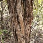 Juniperus procera বাকল