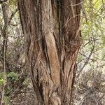 Juniperus procera Φλοιός