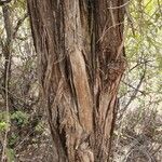 Juniperus procera Lubje