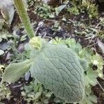 Doronicum grandiflorum Blad