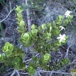 Cyclophyllum deplanchei