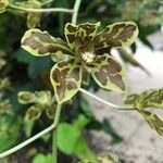 Grammatophyllum speciosum Flower