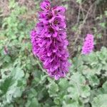 Francoa appendiculata Flower