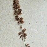 Melica altissima Λουλούδι