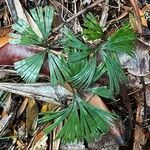 Schizaea dichotoma 葉
