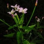 Epilobium alpestre Deilen