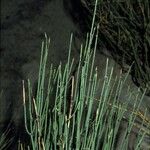 Ephedra viridis Corteza