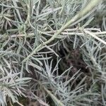 Helichrysum italicum Fuelha