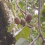 Aleurites moluccanus Fruchs