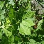 Imperatoria ostruthium Likasa