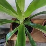 Dracaena angustifolia Blatt