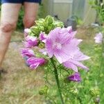 Malva alceaFlower