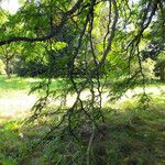 Gleditsia triacanthos Habitatea