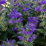 Caryopteris x clandonensis Habit