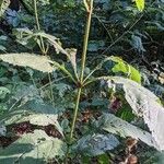 Eutrochium purpureum Habit