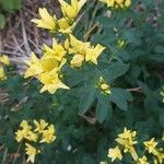 Linum flavum Fleur