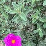 Cistus crispus Blatt