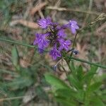 Lobelia urens 花