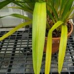 Cymbidium lowianum List