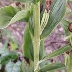 Cephalanthera damasonium Fruto