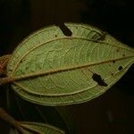 Miconia tschudyoides Blad