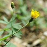 Hieracium atropictum Kita