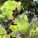Parietaria debilis Yaprak